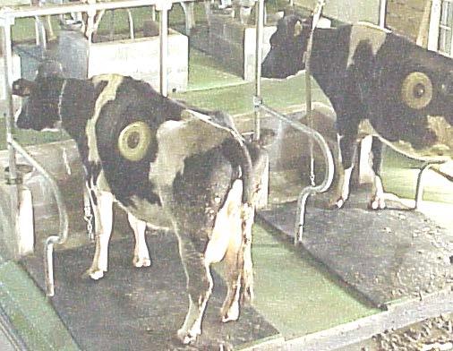 Líquido ruminal de vacas secas canuladas en rumen Determinaciones in