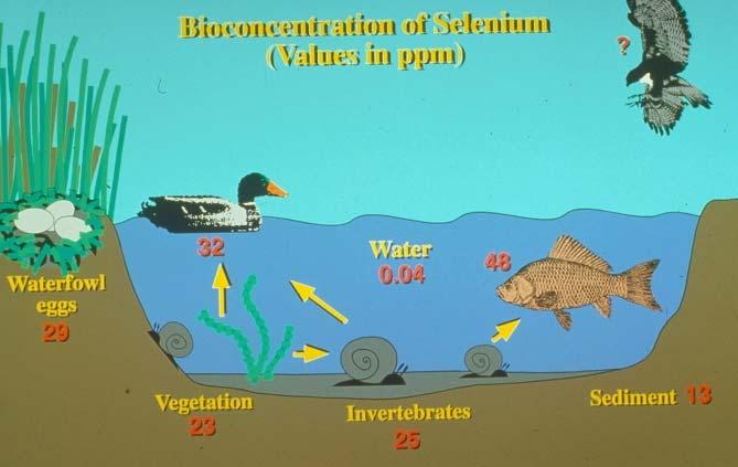 Bioacumulación de Selenio en la cadena alimenticia Bioacumulación de Selenio (valores en parte por millón) Huevos Agua Vegetación Invertebrados Sedimentos En Estados Unidos el nivel máximo de Se en