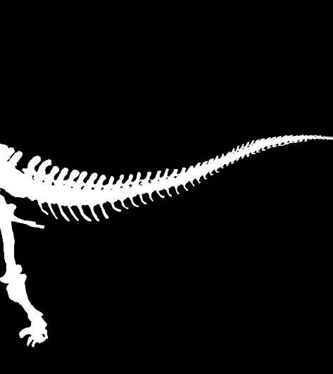 Los dinosaurios se clasifican tradicionalmente en dos grupos según la estructura de su cadera, los saurisquios (cadera de reptil) y los ornitisquios