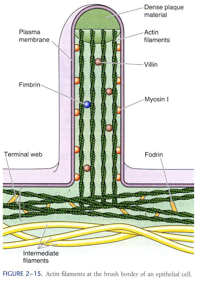 microfilamentos filamentos de actina filamentos