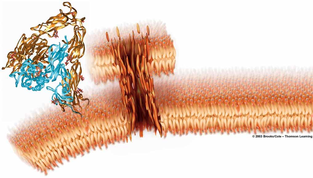 Proteínas de las membranas celulares Proteínas