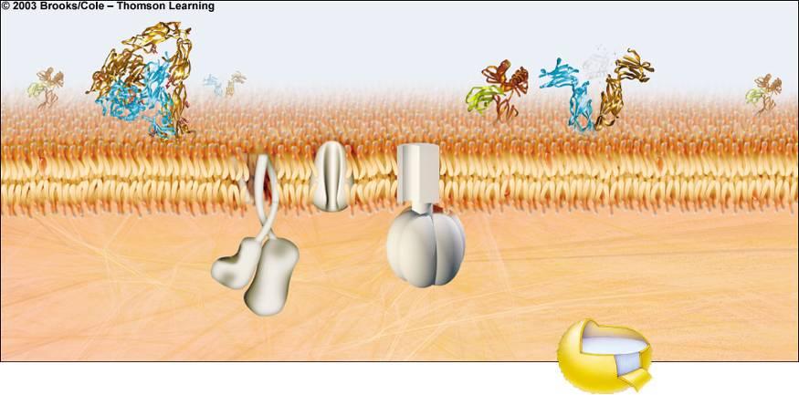 Proteínas de adhesión Estructura y función de la membrana Transportador pasivo Proteínas de reconocimiento Proteína receptora Bicapa lípidica citoplasma