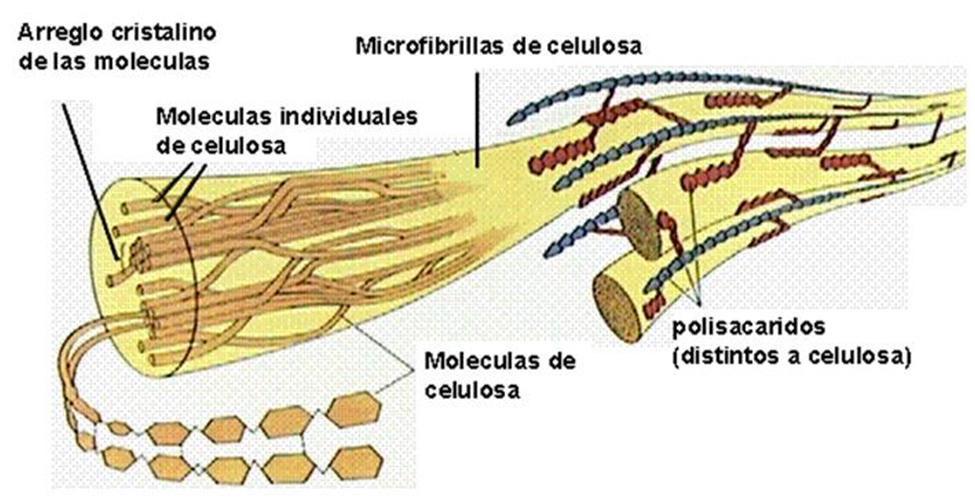 Matriz extracelular vegetal Pectinas: Polisacáridos ramificados. Ejes denominados ramnogalcturononas, ramnosa y ácido galacturonónico.