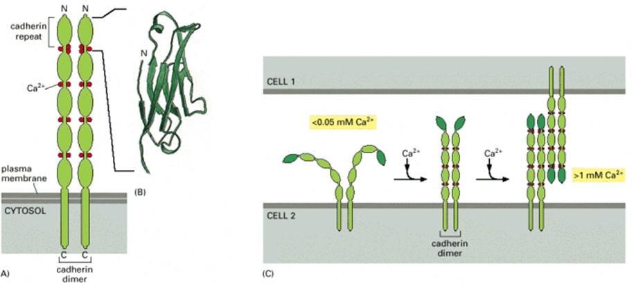 Adhesión celular homófila mediada por cadherinas. Sitios de fijación de Ca +2. La cadherina E mantiene en la mayoría de los vertebrados adultos la mayoría de las láminas epiteliales.