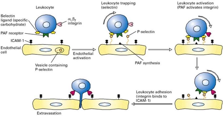 Las N-CAM: adhesión intercelular homófila independiente de calcio. Molécula de adhesión de células nerviosas (N-CAM). Presentes en vertebrados. Superfamilia de las inmunoglobulinas (Ig).