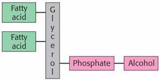 Glicerofosfolípidos Consisten de un esqueleto de: sn-glicerol-3-fosfato