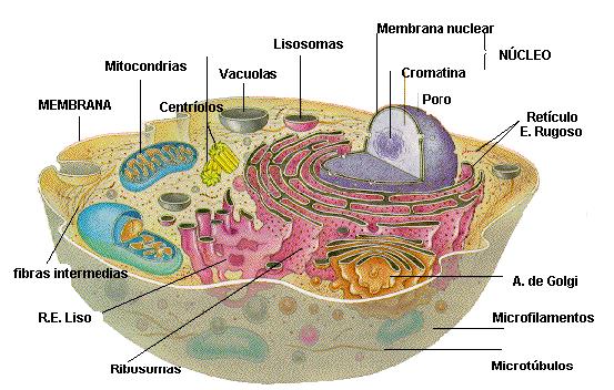 En los eucariontes: membranas celulares y subcelulares: 5