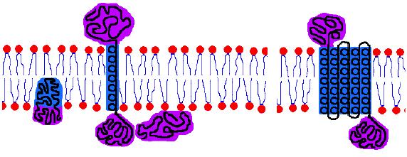 Las proteínas integrales: a) anfipáticas b) pueden o no cruzar la membrana.