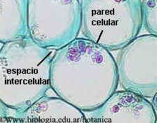 Tejidos fundamentales Parénquima Se origina en el meristema fundamental Tejido simple constituido por células vivas isodiamétricas generalmente bien vacuoladas numerosos plástidos poco diferenciadas