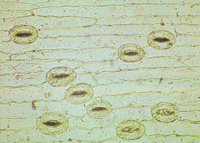 Tejidos dérmicos Epidermis Tejido compuesto: varios tipos celulares Se diferencia a partir de la protodermis embrionaria en el vástago y la