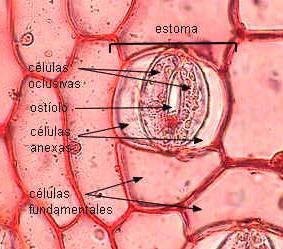 agua) Las células oclusivas o de la guarda son las únicas células epidérmicas