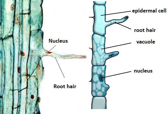Tejidos dérmicos Epidermis Pelos radiculares Se forman en la zona inmediatamente superior a la zona de alargamiento de la raíz, a