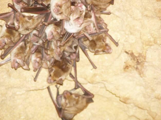 En invierno, también es ocupado por un grupo de murciélagos (Ibáñez et al., 25). Propuesto como Zona de Especial Conservación para los murciélagos cavernícolas (Ibáñez et al., 25). nº de individuos 2.