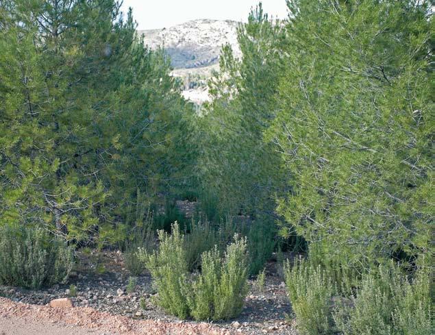 lla (Cistus clusii), lentisco (Pistacia lentiscus), coscoja (Quercus coccifera), enebro (Juniperus oxycedrus), sabina mora (Juniperus phoenicea), Brachypodium retusum, Globularia alypum, etc.