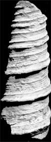 Turritella sp. Mazantic Edad: Mioceno Inferior.