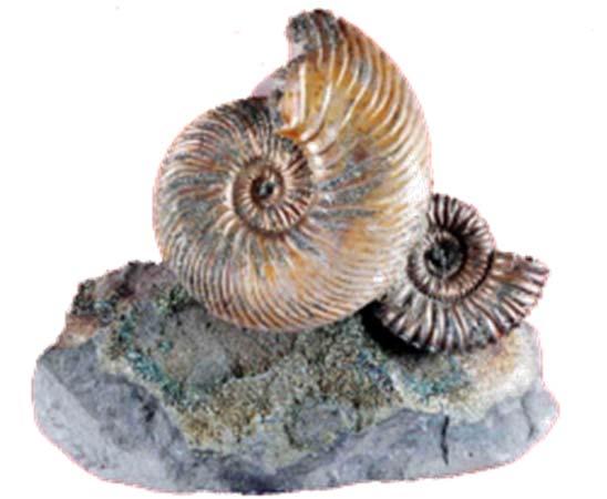 Ammonite Orden: Ammonoidea Zittel, 1884. Suborden: Ammonitina Hyatt, 1889. Superfamilia: Stephanocerataceae Neumayr, 1975. Familia: Sphaeroceratidae Buckman, 1920.