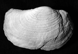 Panopea parawhitfieldi (Gardner, 1928) Valva derecha, hipotipo IGM 8050. Arenisca Balumtum, Mioceno Inferior.