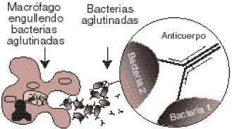 Anticuerpos o inmunoglobulinas Son proteínas que se encuentran en el torrente sanguíneo todos los animales. Identifican y destruyen bacterias así como otras partículas que invaden el cuerpo.