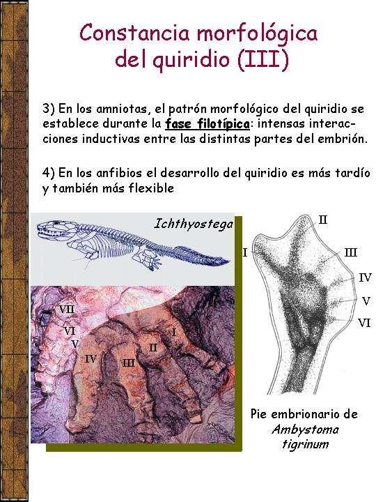 En los tetrápodos primitivos hay más de cinco Constancia morfológica dedos por mano del o pie quirido La