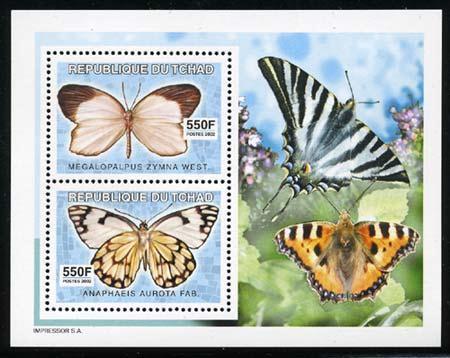 Lepidoptera : Lycaenidae : Megalopalpus zimna + Lepidoptera : Pieridae : Anaphaeis aurota + Ilustraciones