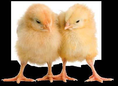 Alimento completo para pollos en engorda, que contiene nutrientes para satisfacer las necesidades del pollo de engorda en explotaciones de tipo familiar.