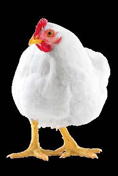 A68 Pollito Especial Alimento completo para pollos de engorda a partir de 1 a 21 días de edad; satisface las necesidades nutricionales de las aves en explotaciones de tipo familiar.