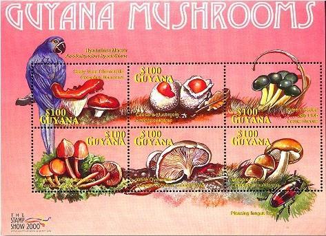 2000 Octubre 4 : Hongos de Guyana