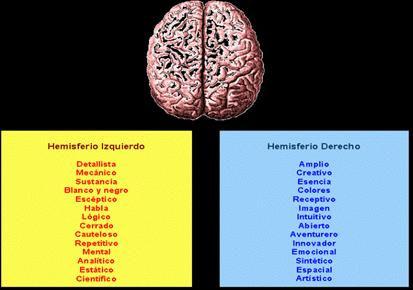 Hemisferios cerebrales La corteza cerebral se encuentra dividida principalmente en dos áreas iguales, las cuales son llamadas hemisferios cerebrales y están unidas por un puente