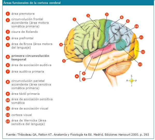 Areas funcionales de la corteza cerebral 1. Se encuentra dentro del lóbulo frontal y es la encargada de la planificación del movimiento. 2. Es un relieve dentro de la corteza cerebral. 3.