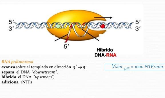 4. LA EXPRESIÓN GÉNICA: TRANSCRIPCIÓN: Elongación ARN polimerasa: Lectura 3 5 Adición de NTPs 5 3 por complementariedad (formación de enlaces