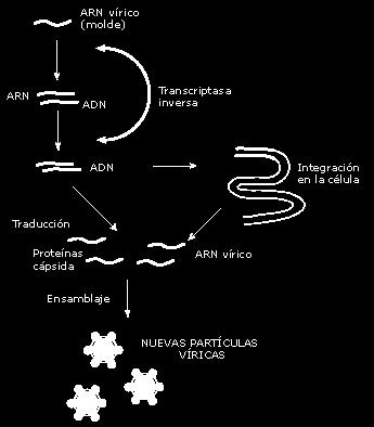 4. LA EXPRESIÓN GÉNICA: RETROTRANSCRIPCIÓN Los retrovirus están compuestos por una cápside proteica en cuyo interior hay ARN y una enzima transcriptasa inversa o retrotranscriptasa: La