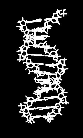 EL ADN, PORTADOR DE LA INFORMACIÓN GENÉTICA ADN Molécula que constituye los genes.