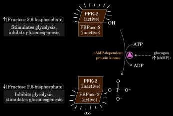 Gluconeogénesis & glucólisis Control recíproco Piruvato kinasa - Piruvato carboxilasa - PEP carboxikinasa - Fosfofructokinasa - F1,6BP