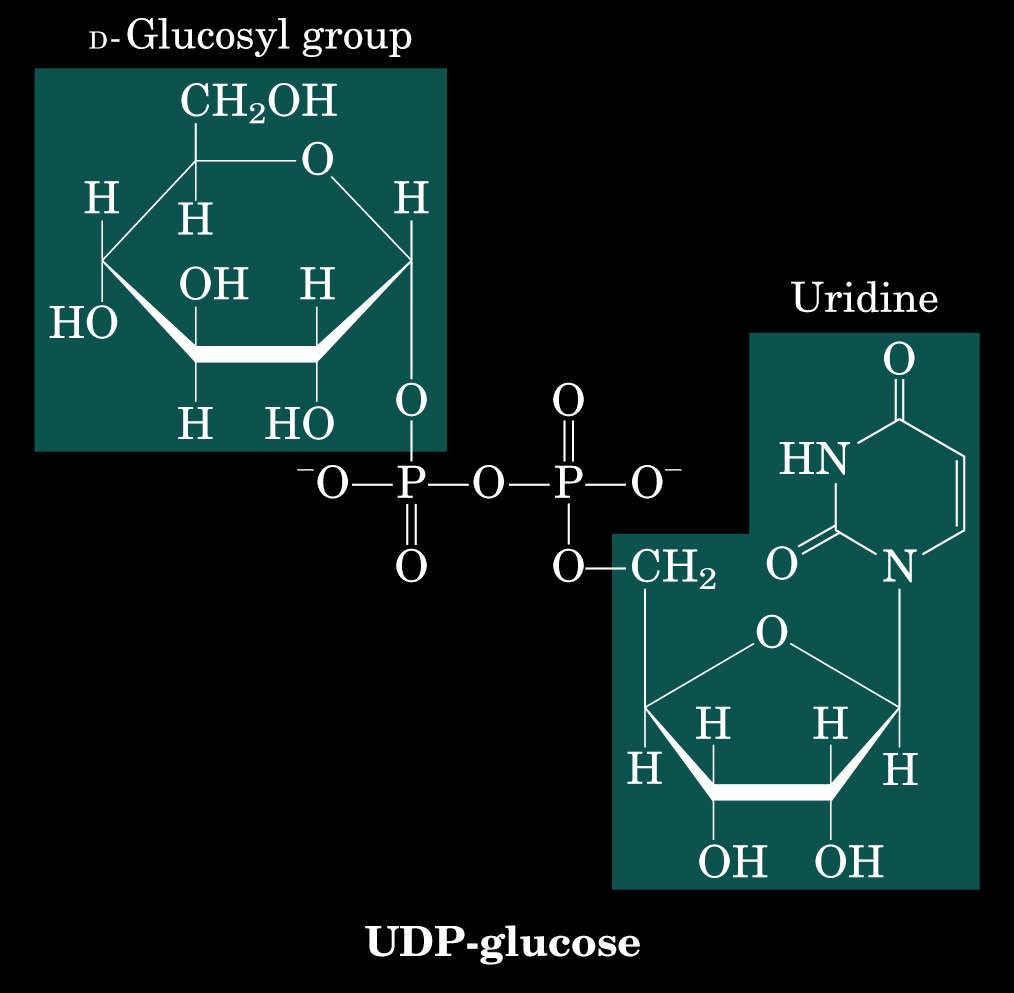 Síntesis de glucógeno La degradación y la síntesis de glucógeno (y la de casi cualquier otro compuesto) proceden por vías alternas que pueden ser reguladas de manera independiente.