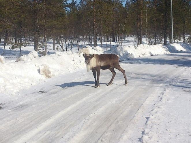 Saariselka, Laponia
