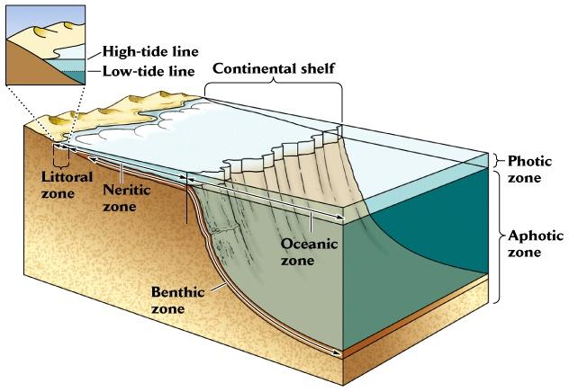 Océanos: zonación Fondos rocosos, arenosos o lodosos -Horizontal.- Litoral (intermareal); nerítica (Plataform.