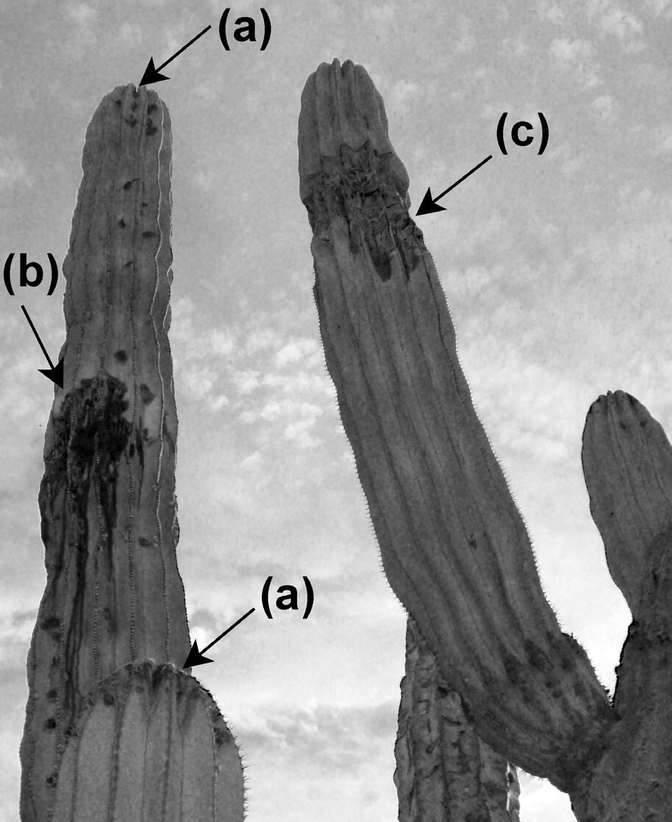 Cada brazo se cortó longitudinalmente, pudiéndose comprobar la presencia de larvas y el daño que habían causado en su interior (Fig. 3).