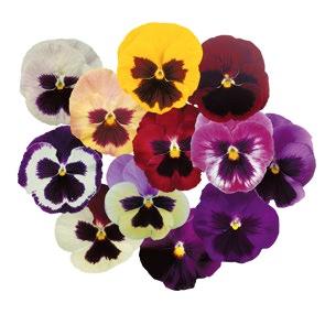 AP 26 Pensamientos Pensamiento Viola wittrockiana Power Flor gigante ideal para cultivo con día corto.