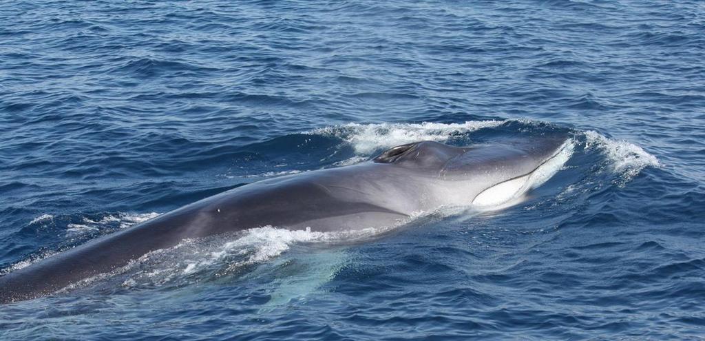 PROYECTO RORCUAL Estudio de ballenas en aguas catalanas Una iniciativa de la