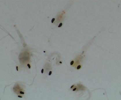 atlántica Centropages typicus Nyctiphanes couchii Palaemon macrodactylus Imágenes ejemplo de diferentes especies de zooplancton encontradas.