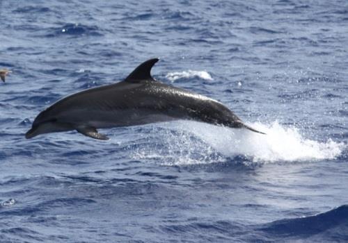 como el delfín mular (Tursiops truncatus), el delfín listado (Stenella coeruleoalba) o el calderón gris (Grampus griseus).