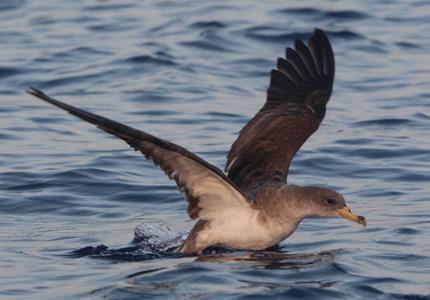 Destaca también la gran riqueza de la zona en aves marinas Durante los transectos del Proyecto Rorcual de la temporada 2015 se han podido observar en la zona de estudio hasta 21 especies de