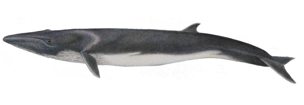ANEXO I: EL RORCUAL COMÚN El rorcual común (Balaenoptera physalus) es una especie de cetáceo, que pertenece al suborden de los misticetos (ballenas con barbas).