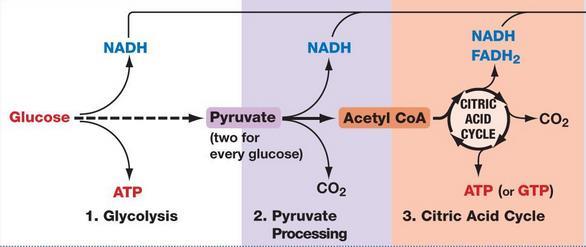 La glucosa se oxida produciendo