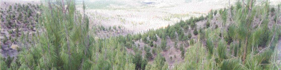 COSTO DE LA SEMILLA EN PROYECTO REFORESTACION Región: Sierra Especie: Pinus