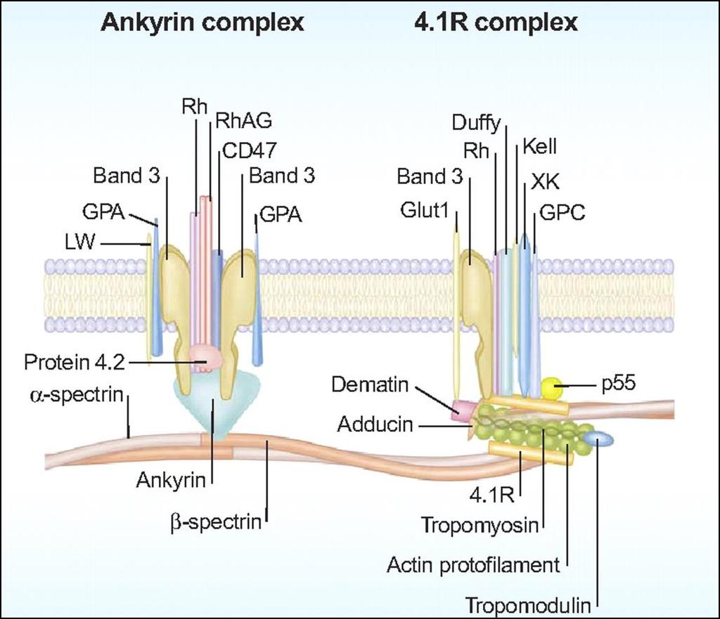 Los Ag Kell se encuentran en una glicoproteína transmembranal de tipo II altamente polimorfica de 93 Kd. CD 238.