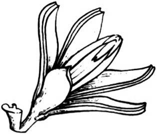 Esquizocarpo, A 5-15: Cápsula loculicida - hojas trifoliadas: SAPINDALES 5.