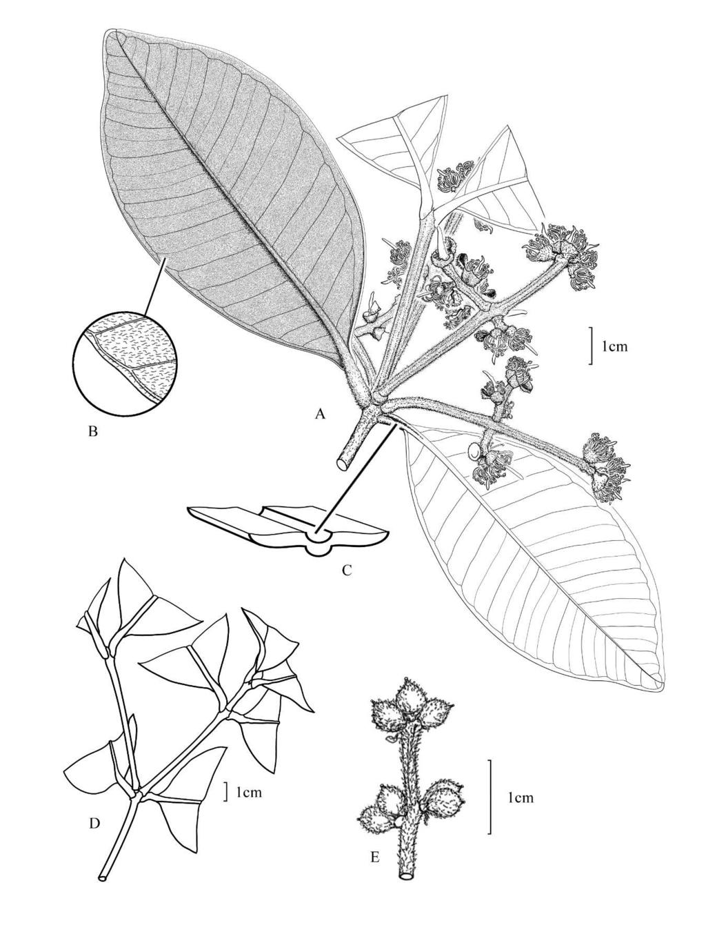 Zamora et al.: New species of Calyptranthes from Costa Rica 3 Figure 1. Calyptranthes guanacastensis. A. Twig with inflorescences. B.