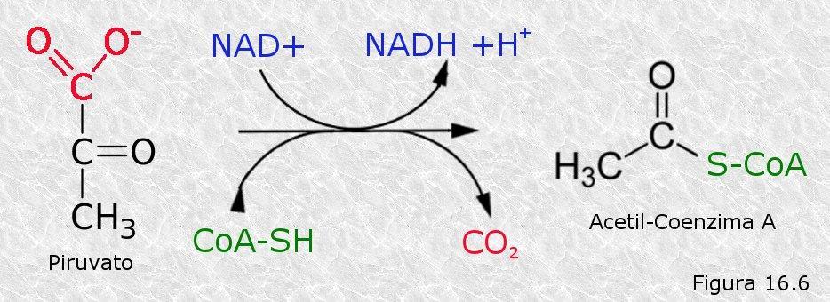 La Acetil-CoA puede también producirse a partir de lípidos ( por beta oxidación) o del