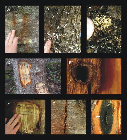 Resinación Aserrin por escarabajos ambrosiales Orificio de entrada delescarabajo Leptographium gestamen: manchas en la madera y conidióforos